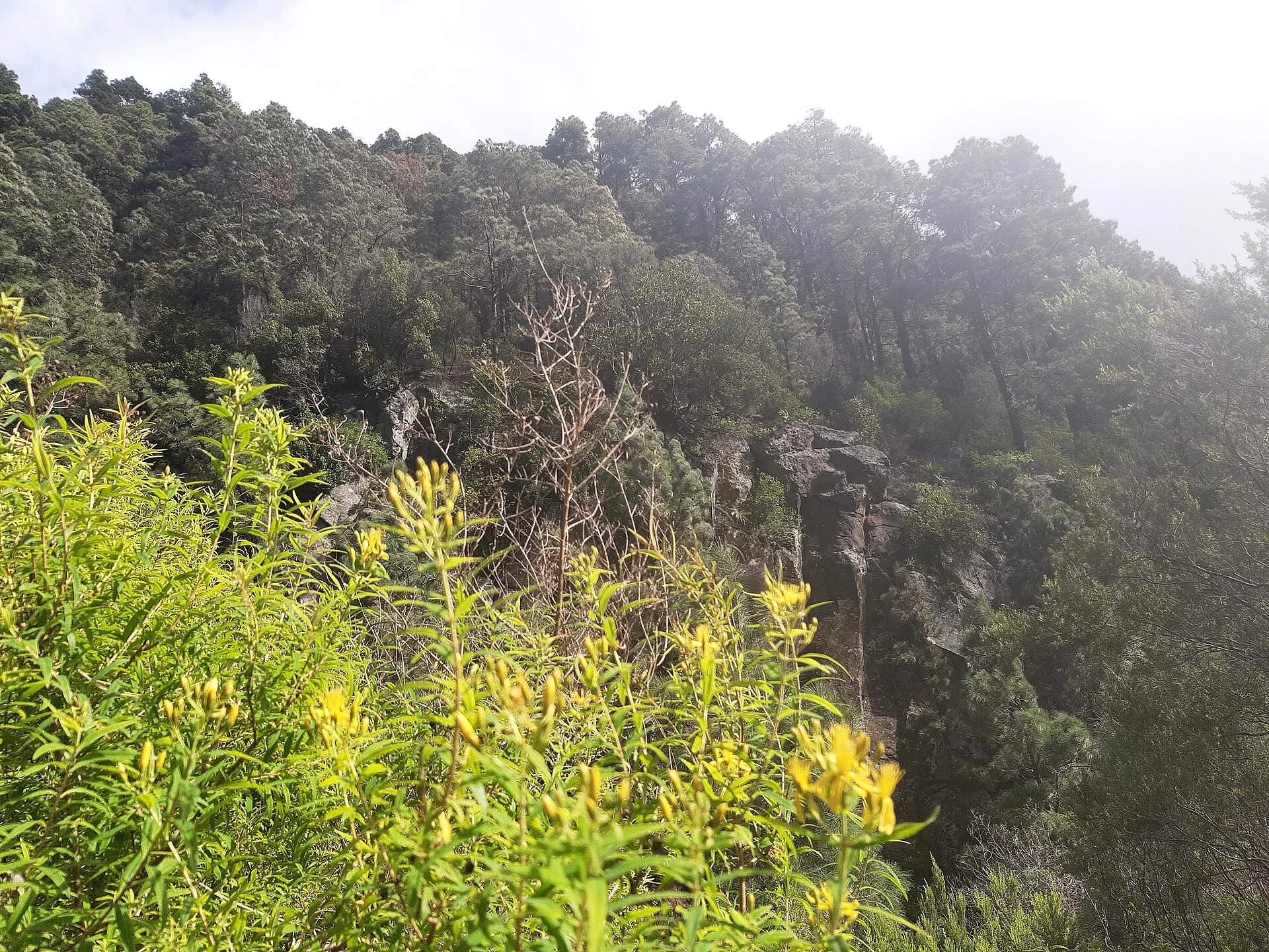 Paisaje de Barranco de la Madera, Santa Cruz de La Palma, La Palma, Islas Canarias