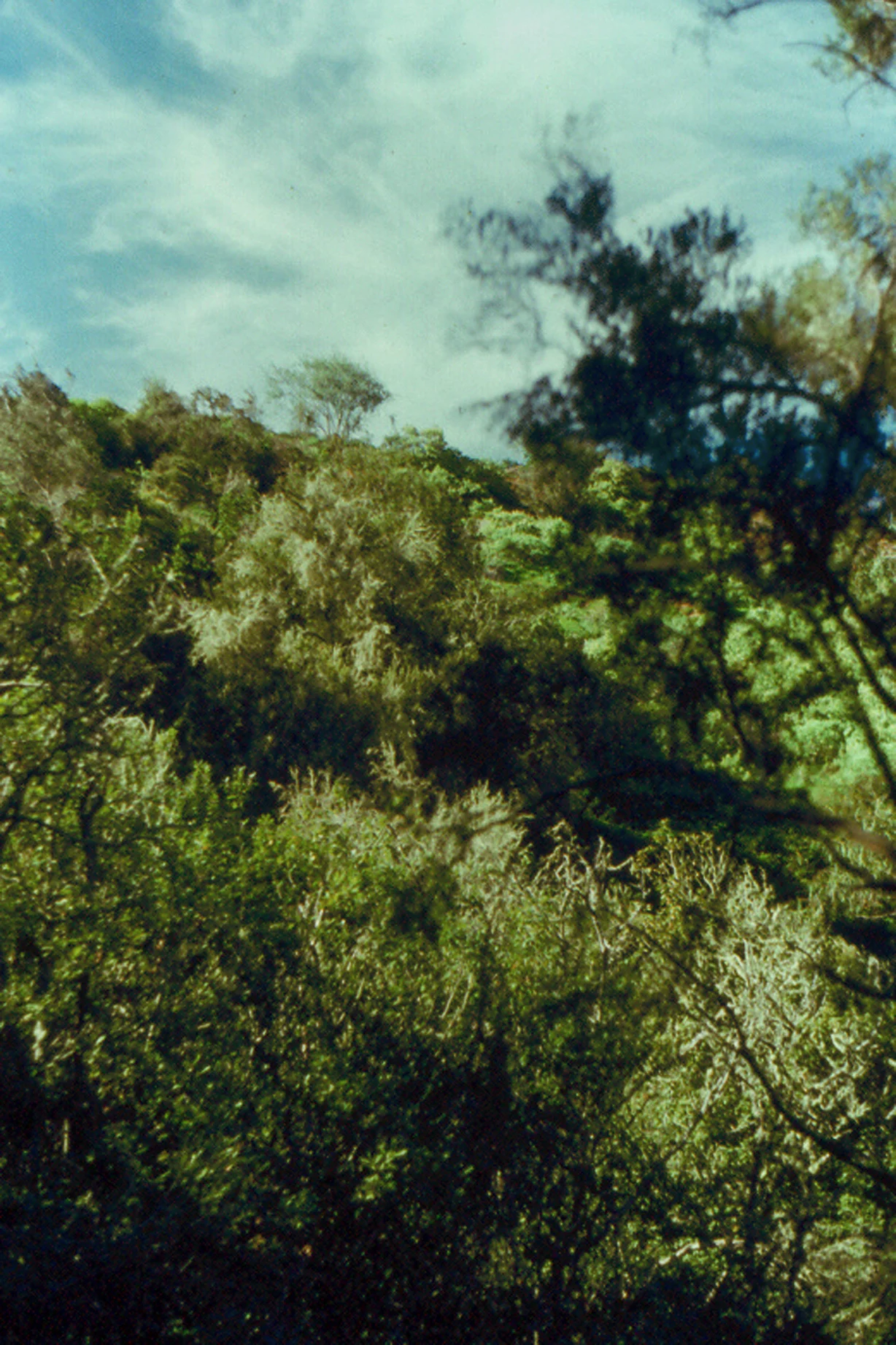 Paisaje de Doramas, Moya, Gran Canaria, Islas Canarias