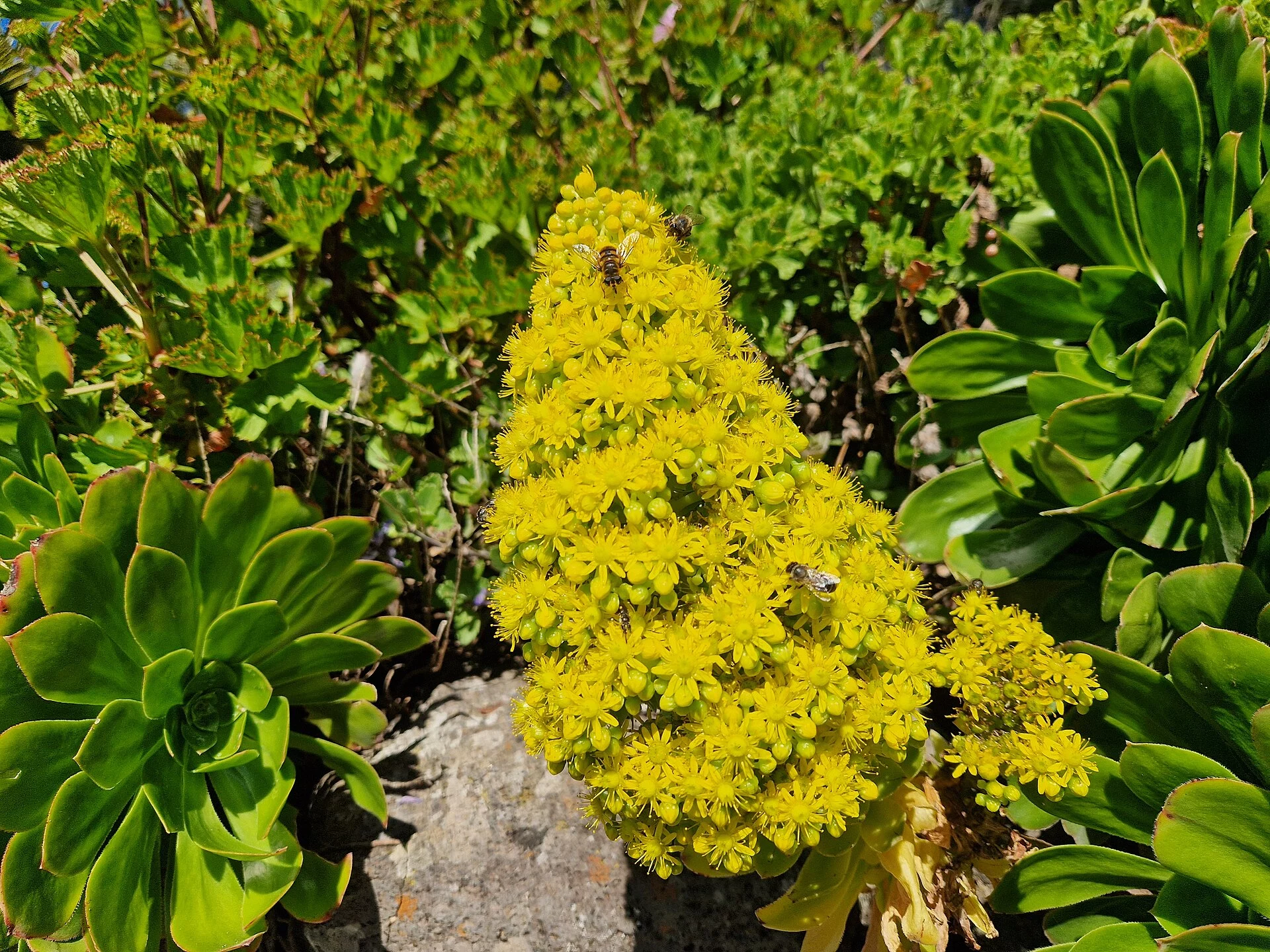 Paisaje de El Pinar, Tijarafe, La Palma, Islas Canarias