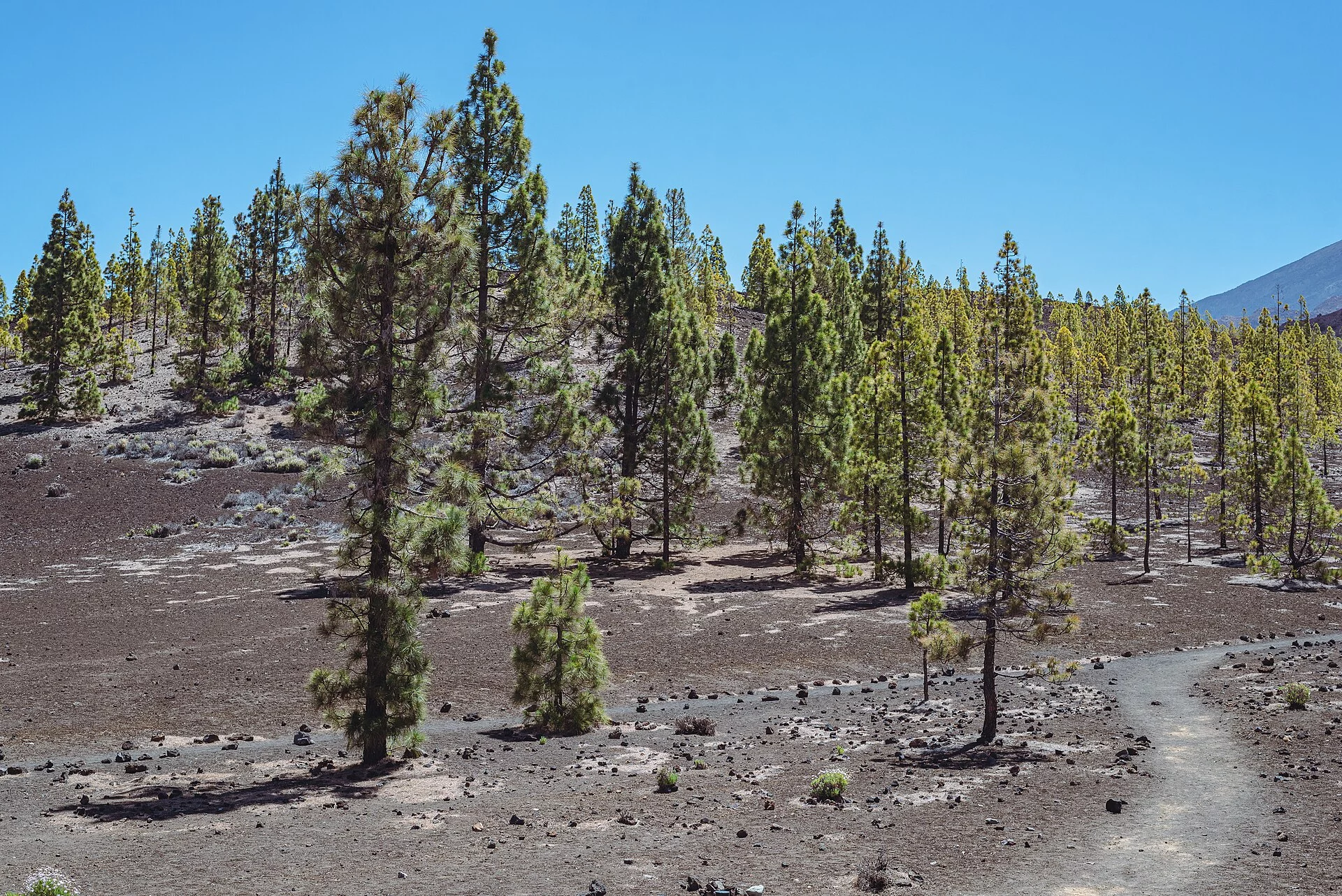 Paisaje de La Cruz, Guía de Isora, Tenerife, Islas Canarias