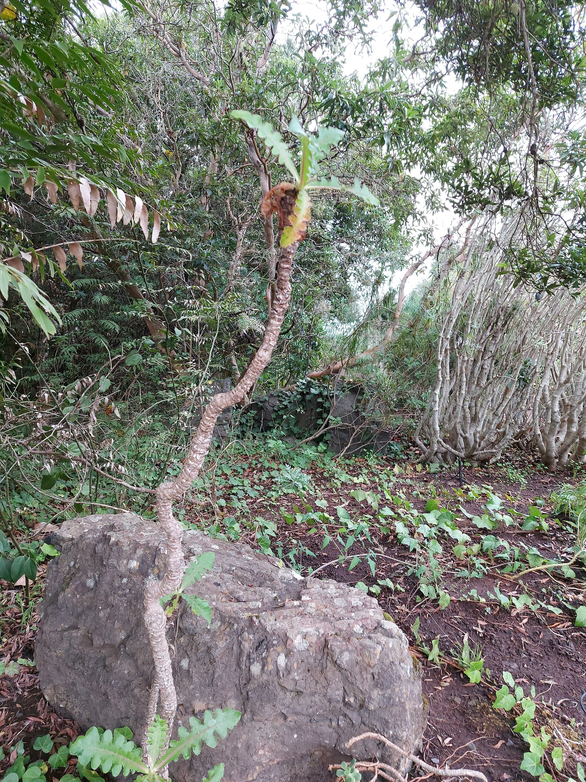Paisaje de La Palmita, Agulo, La Gomera, Islas Canarias