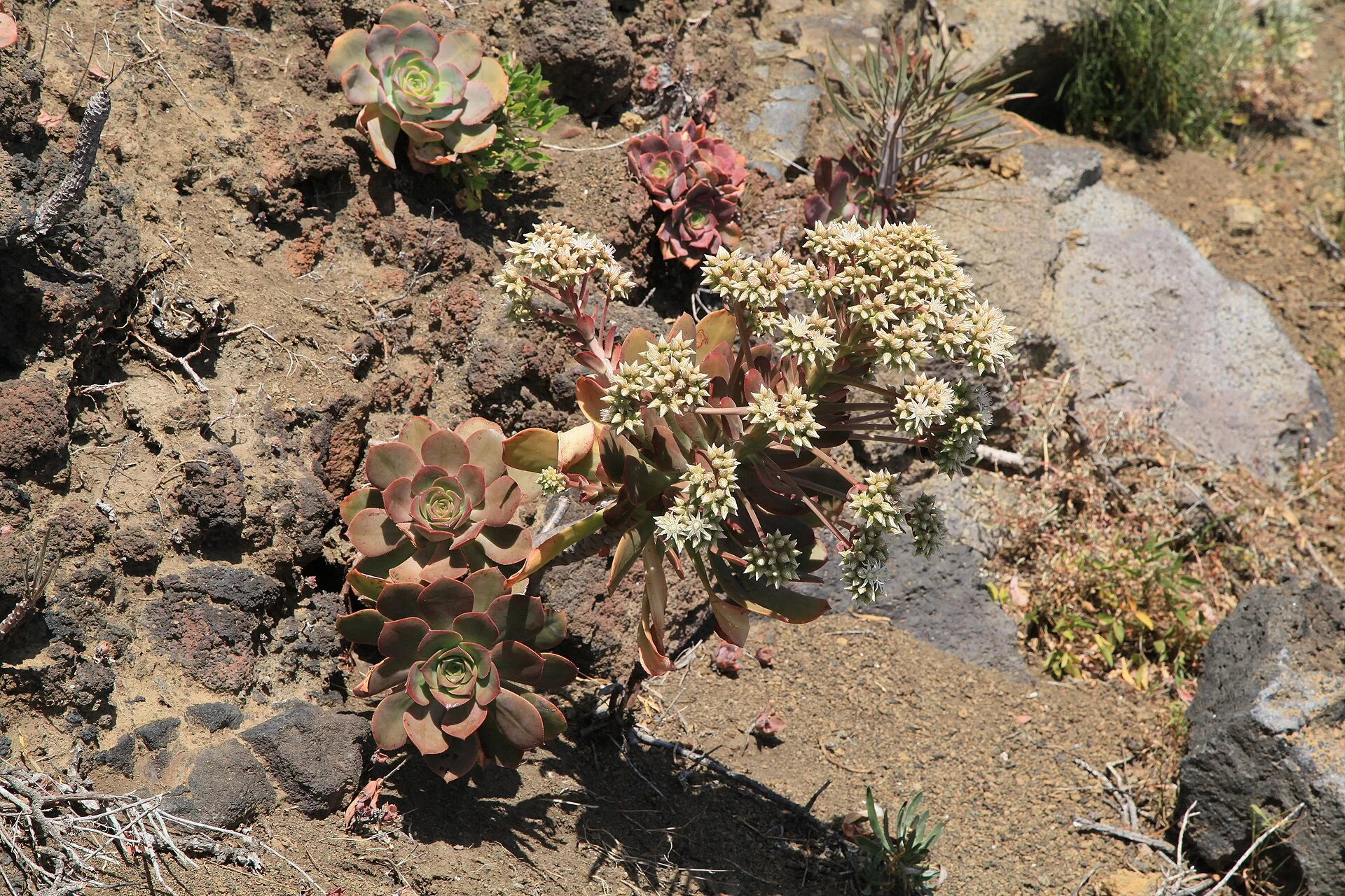 Paisaje de Las Caletas, Fuencaliente de La Palma, La Palma, Islas Canarias