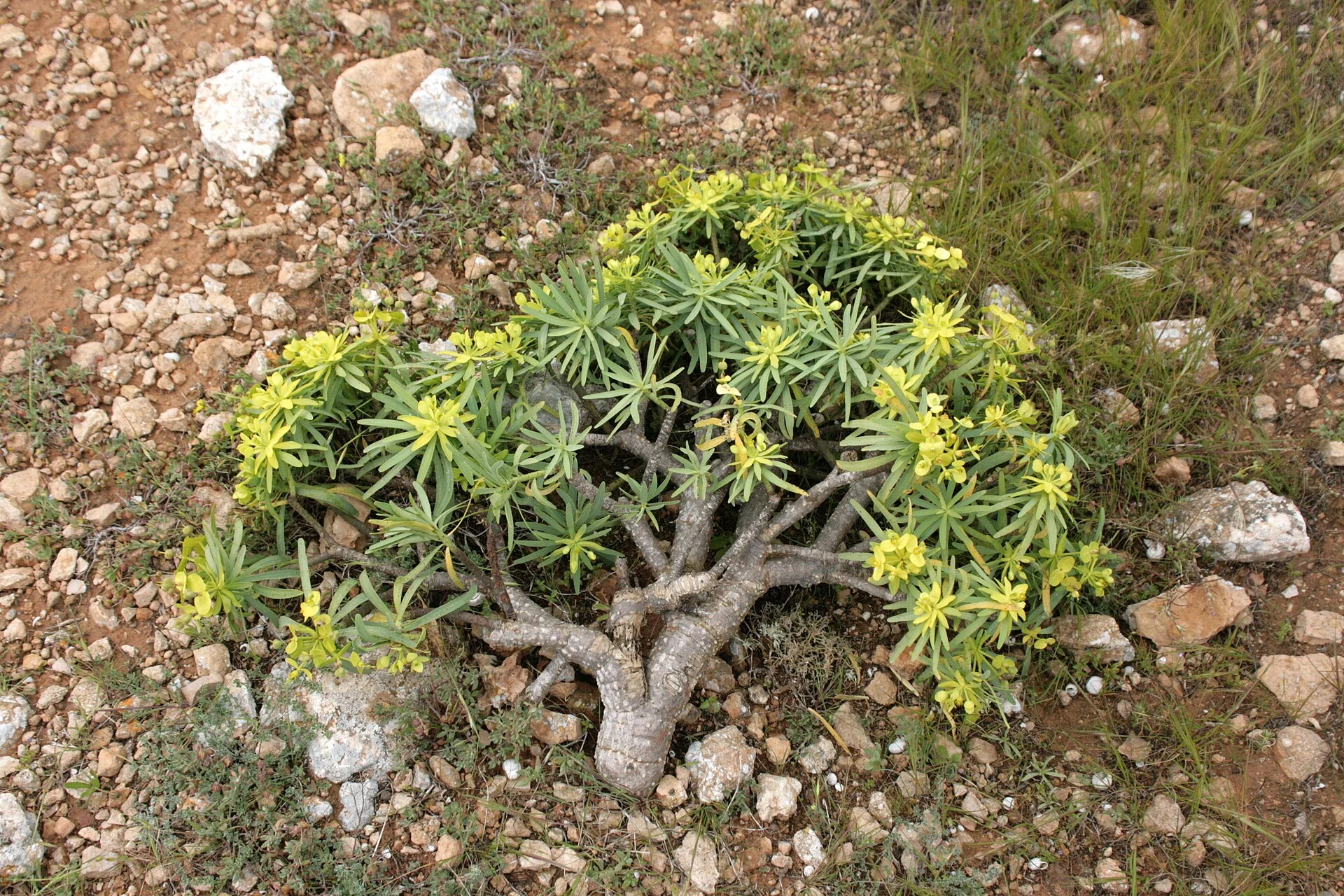 Paisaje de Las Laderas, Teguise, Lanzarote, Islas Canarias