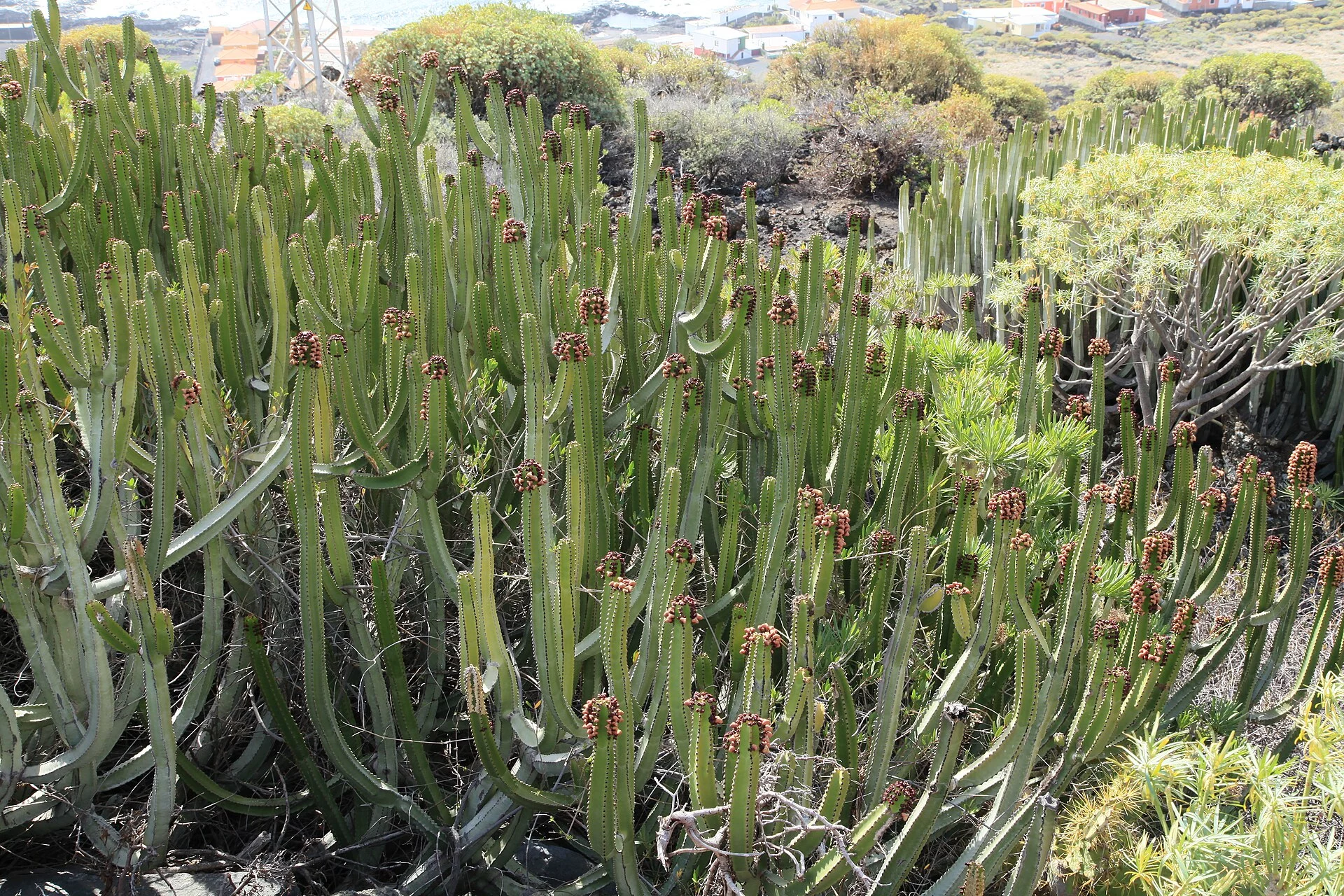 Paisaje de Lomo Oscuro, Villa de Mazo, La Palma, Islas Canarias