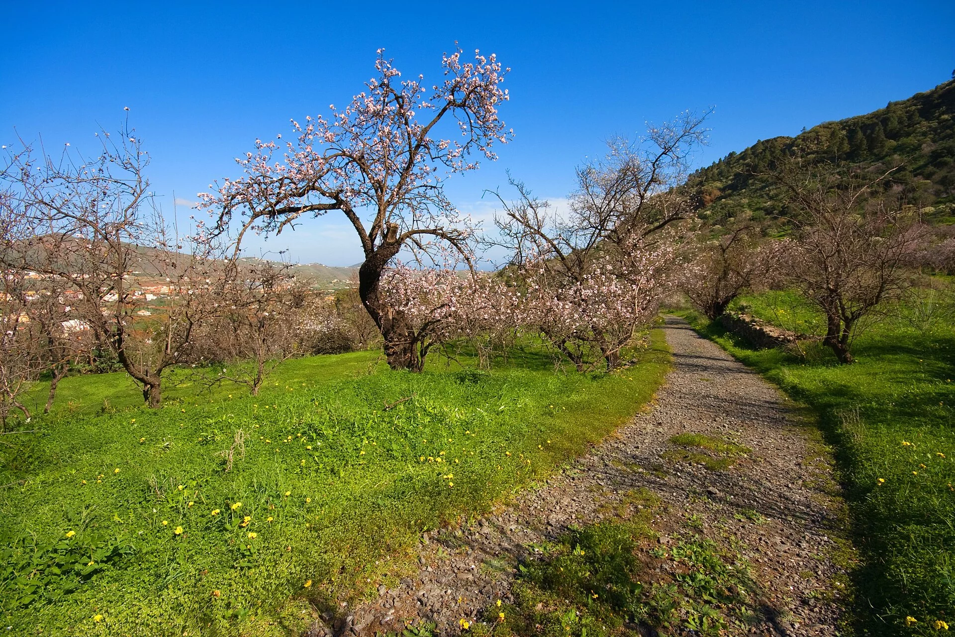Paisaje de Los Almendros, Valsequillo, Gran Canaria, Islas Canarias