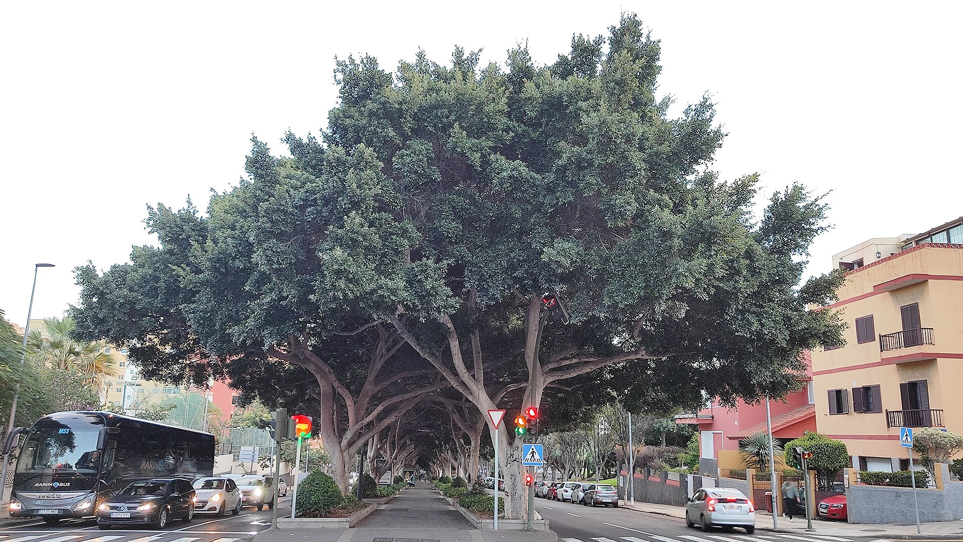 Paisaje de Los Gladiolos, Santa Cruz de Tenerife, Tenerife, Islas Canarias