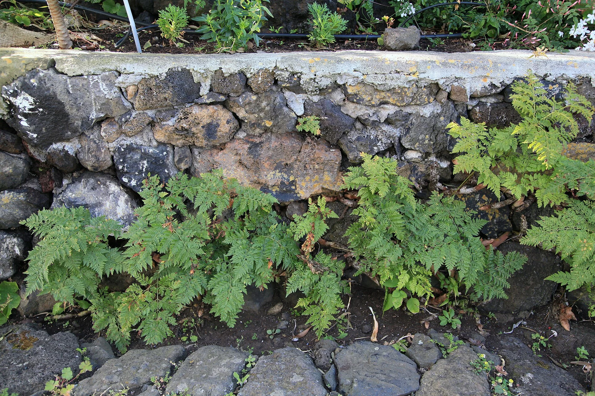 Paisaje de Monte de Pueblo, Villa de Mazo, La Palma, Islas Canarias