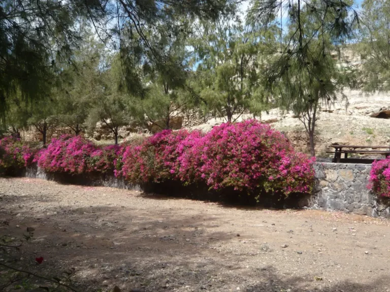 Ajuy